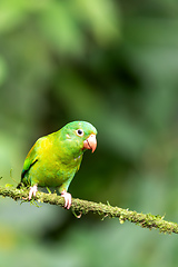 Image showing Small green parrot Tirika tovi - Brotogeris jugularis, tirika tovi. La Fortuna, Volcano Arenal,Costa Rica.