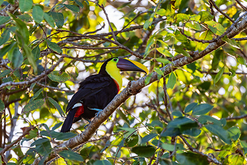 Image showing Yellow-throated toucan, Ramphastos ambiguus. Tortuguero, Wildlife and birdwatching in Costa Rica.