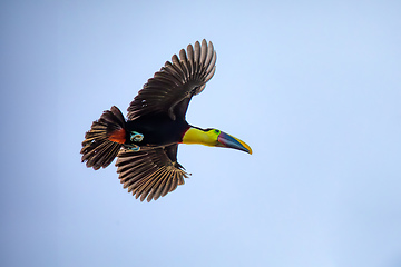 Image showing Yellow-throated toucan, Ramphastos ambiguus. Tortuguero, Wildlife and birdwatching in Costa Rica.