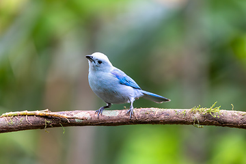 Image showing Blue-gray tanager, Thraupis episcopus, La Fortuna Volcano Arenal, Costa Rica wildlife