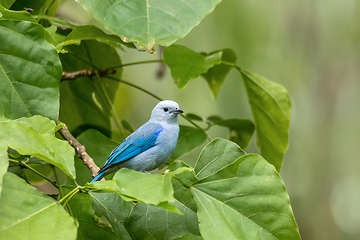 Image showing Blue-gray tanager, Thraupis episcopus, La Fortuna Volcano Arenal, Costa Rica wildlife