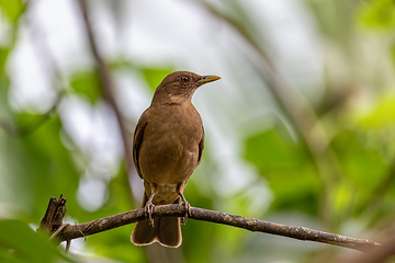 Image showing Bird Clay-colored Thrush, Turdus grayi. La Fortuna, Volcano Arenal, Costa Rica Wildlife