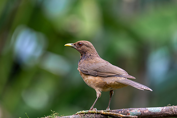 Image showing Bird Clay-colored Thrush, Turdus grayi. La Fortuna, Volcano Arenal, Costa Rica Wildlife