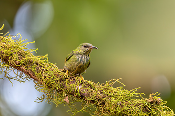 Image showing Bird Shining honeycreeper female, Cyanerpes lucidus. La Fortuna, Volcano Arenal, Costa Rica Wildlife