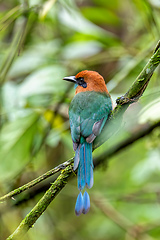 Image showing Broad-billed motmot - Electron platyrhynchum, La Fortuna, Volcano Arenal, Costa Rica Wildlife