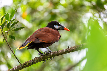 Image showing Montezuma Oropendola - Psarocolius montezuma, La Fortuna, Volcano Arenal, Costa Rica Wildlife