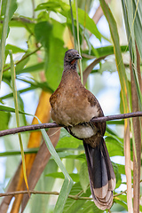 Image showing Bird Grey-headed chachalaca (Ortalis cinereiceps). La Fortuna, Volcano Arenal, Costa Rica Wildlife