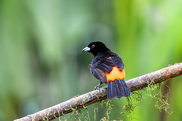 Image showing Scarlet-rumped tanager tanager, Ramphocelus passerinii. La Fortuna, Volcano Arenal, Costa Rica Wildlife