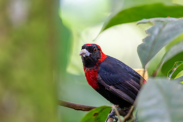 Image showing Scarlet-rumped tanager tanager, Ramphocelus passerinii. La Fortuna, Volcano Arenal, Costa Rica Wildlife