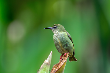 Image showing Red-legged honeycreeper female, La Fortuna, Volcano Arenal, Costa Rica Wildlife