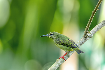 Image showing Red-legged honeycreeper female, La Fortuna, Volcano Arenal, Costa Rica Wildlife