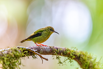 Image showing Red-legged honeycreeper female, La Fortuna, Volcano Arenal, Costa Rica Wildlife