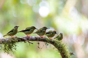 Image showing Red-legged honeycreeper female, La Fortuna, Volcano Arenal, Costa Rica Wildlife