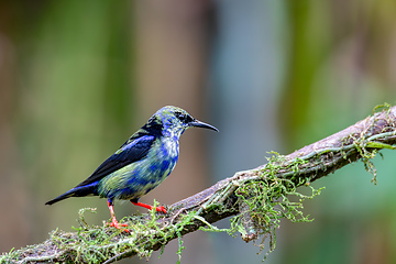 Image showing Red-legged honeycreeper Juvenile , Cyanerpes cyaneus, La Fortuna, Volcano Arenal, Costa Rica Wildlife