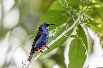 Image showing Red-legged honeycreeper Juvenile , Cyanerpes cyaneus, La Fortuna, Volcano Arenal, Costa Rica Wildlife