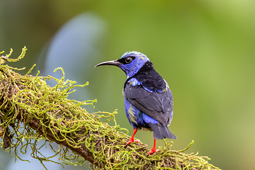 Image showing Red-legged honeycreeper male, Cyanerpes cyaneus, La Fortuna, Volcano Arenal, Costa Rica Wildlife