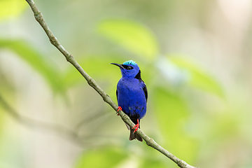 Image showing Red-legged honeycreeper male, Cyanerpes cyaneus, La Fortuna, Volcano Arenal, Costa Rica Wildlife