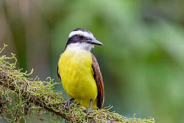 Image showing Great kiskadee, Pitangus sulphuratus, La Fortuna, Volcano Arenal, Costa Rica Wildlife