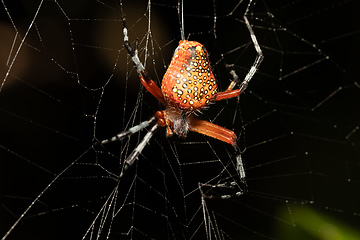 Image showing Araneus iviei, the tropical orb weaver spider, Tortuguero, Costa Rica wildlife.