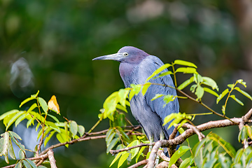 Image showing Little blue heron - Egretta caerulea, Tortuguero. Wildlife and birdwatching in Costa Rica.