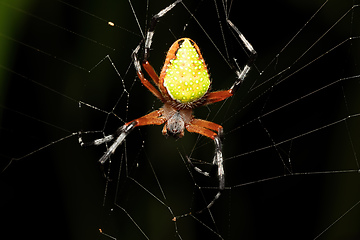 Image showing Eriophora nephiloides, the tropical orb weaver spider, Tortuguero, Costa Rica wildlife.