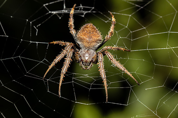 Image showing Eriophora ravilla, the tropical orb weaver spider, Tortuguero, Costa Rica wildlife.