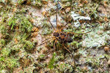 Image showing Eucynortula albipunctata, species of arachnids. Tortuguero, Costa Rica wildlife.