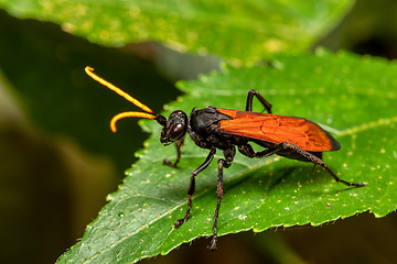 Image showing Hemipepsis ustulata is a species of tarantula hawk wasp. Monte Verde, Santa Elena, Costa Rica wildlife.