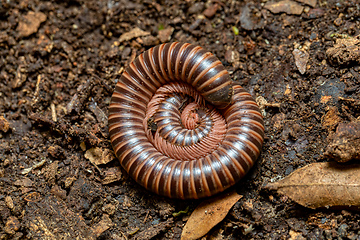 Image showing Huge Spirobolid millipede. Monte Verde, Santa Elena, Costa Rica wildlife.