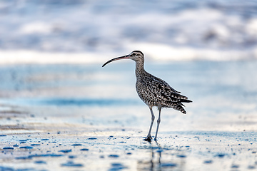 Image showing Eurasian or Common whimbrel, Numenius phaeopus. Tortuguero, Wildlife and birdwatching in Costa Rica.