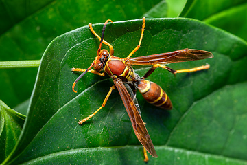 Image showing Polistes instabilis known as paper wasp . Monte Verde, Santa Elena, Costa Rica wildlife.