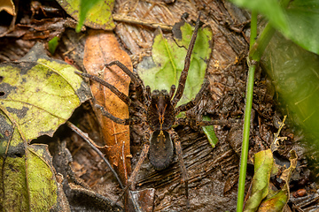 Image showing Wandering spiders from family ctenidae.