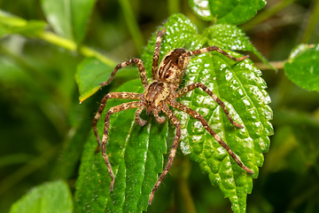 Image showing Probably Lycosoidea sp spiders. Monte Verde, Santa Elena, Costa Rica wildlife.