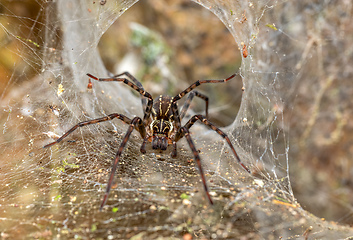 Image showing Probably Lycosoidea sp spiders. Monte Verde, Santa Elena, Costa Rica wildlife.