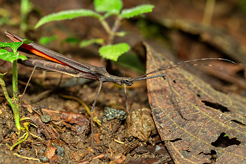 Image showing Pseudophasma, Pseudophasmatidae is a family of stick insect. Volcano Arenal, La Fortuna Costa Rica wildlife.