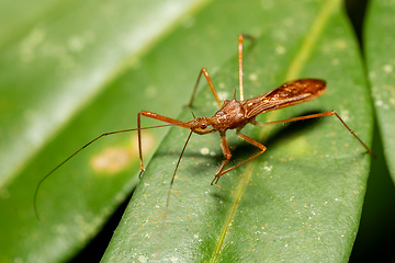 Image showing Reduviidae, true assassin bug. Refugio de Vida Silvestre Cano Negro, Costa Rica wildlife.