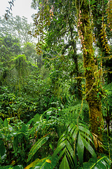 Image showing Dense Tropical Rain Forest, Santa Elena, Costa rica