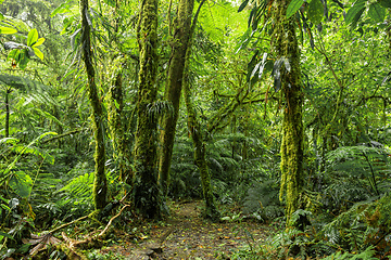 Image showing Dense Tropical Rain Forest, Santa Elena, Costa rica