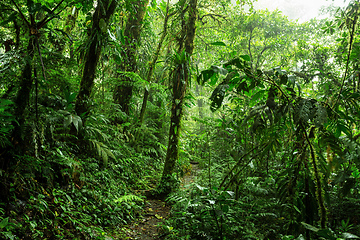 Image showing Dense Tropical Rain Forest, Santa Elena, Costa rica