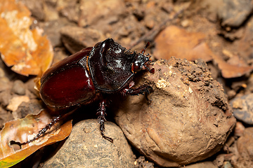 Image showing Strategus aloeus, rhinoceros beetle, Carara National Park, Costa Rica