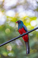 Image showing Slaty-tailed trogon, Trogon massena, passerine bird in Tortuguero, Wildlife and birdwatching in Costa Rica.