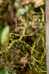 Image showing Trychopeplus laciniatus, species of stick insects, mossy animal. Monte Verde, Santa Elena, Costa Rica wildlife.