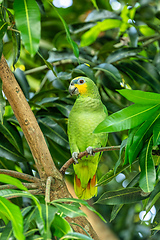 Image showing Orange-winged amazon (Amazona amazonica), Malagana, Bolivar, Wildlife and birdwatching in Colombia