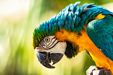 Image showing Blue-and-yellow macaw (Ara ararauna), Malagana, Bolivar department. Wildlife and birdwatching in Colombia