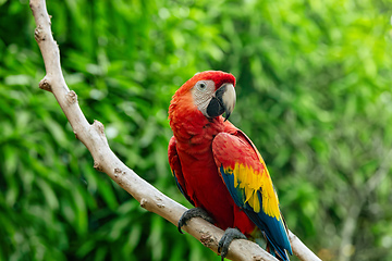 Image showing Blue-and-yellow macaw (Ara ararauna), Malagana, Bolivar department. Wildlife and birdwatching in Colombia