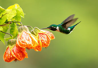 Image showing White-bellied woodstar (Chaetocercus mulsant) hummingbird. Valle Del Cocora, Quindio. Wildlife and birdwatching in Colombia.