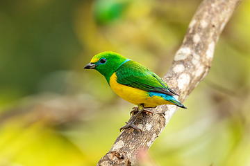 Image showing Blue-naped chlorophonia (Chlorophonia cyanea), Minca, Sierra Nevada, Magdalena department. Wildlife and birdwatching in Colombia