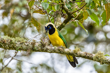 Image showing Inca jay or querrequerre (Cyanocorax yncas), Valle Del Cocora, Quindio Department. Wildlife and birdwatching in Colombia