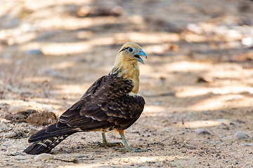 Image showing Yellow-headed caracara (Milvago chimachima), Cesar department, Wildlife and birdwatching in Colombia