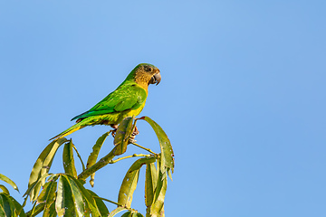 Image showing Brown-throated parakeet (Eupsittula pertinax), Bolivar department. Wildlife and birdwatching in Colombia